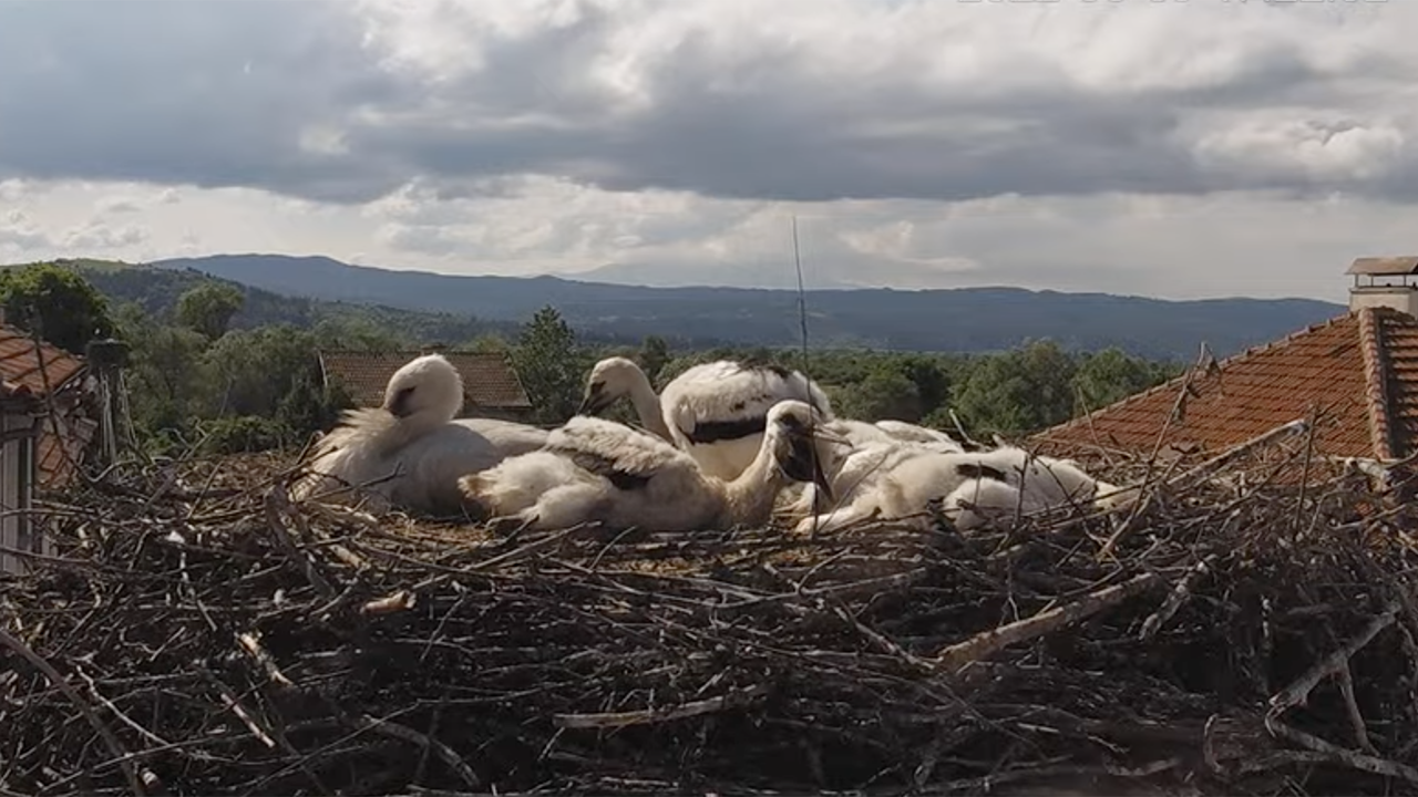 Stork Nest